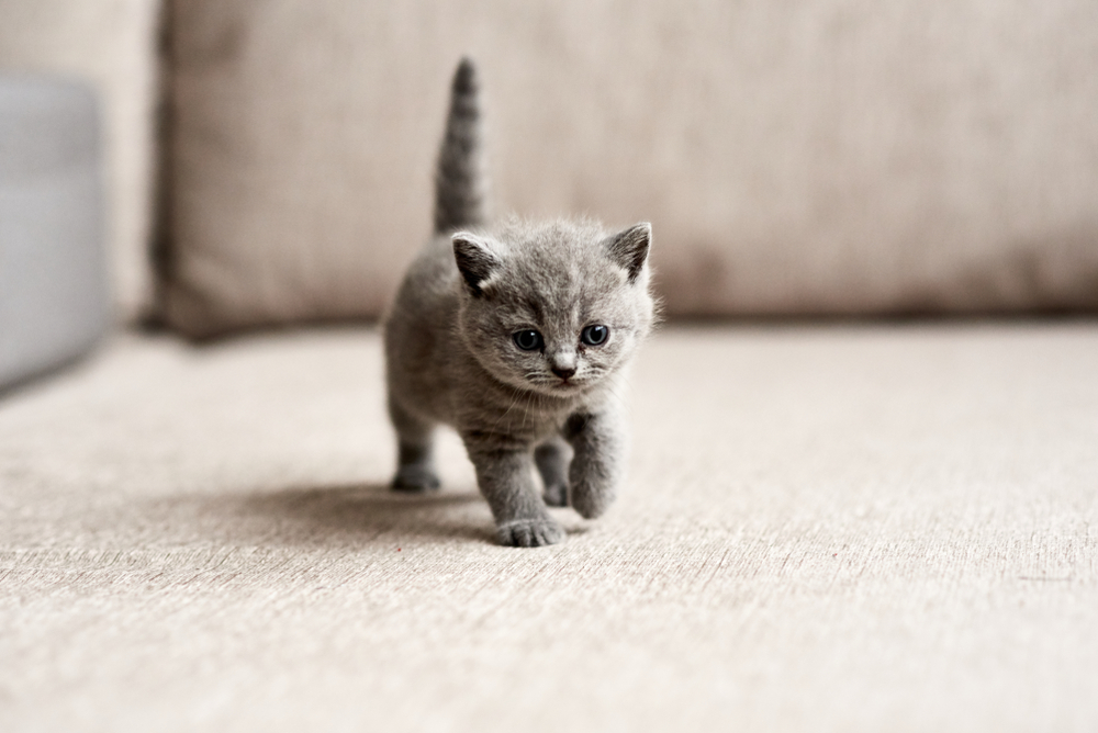 Come educare un gatto cucciolo: 11 consigli da mettere in pratica