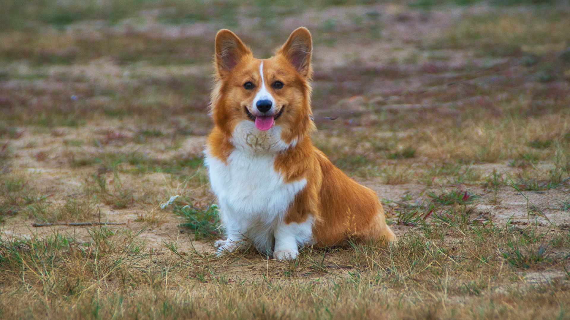 Cani gallesi: cosa sapere sui Welsh Corgi, amati dalla regina Elisabetta
