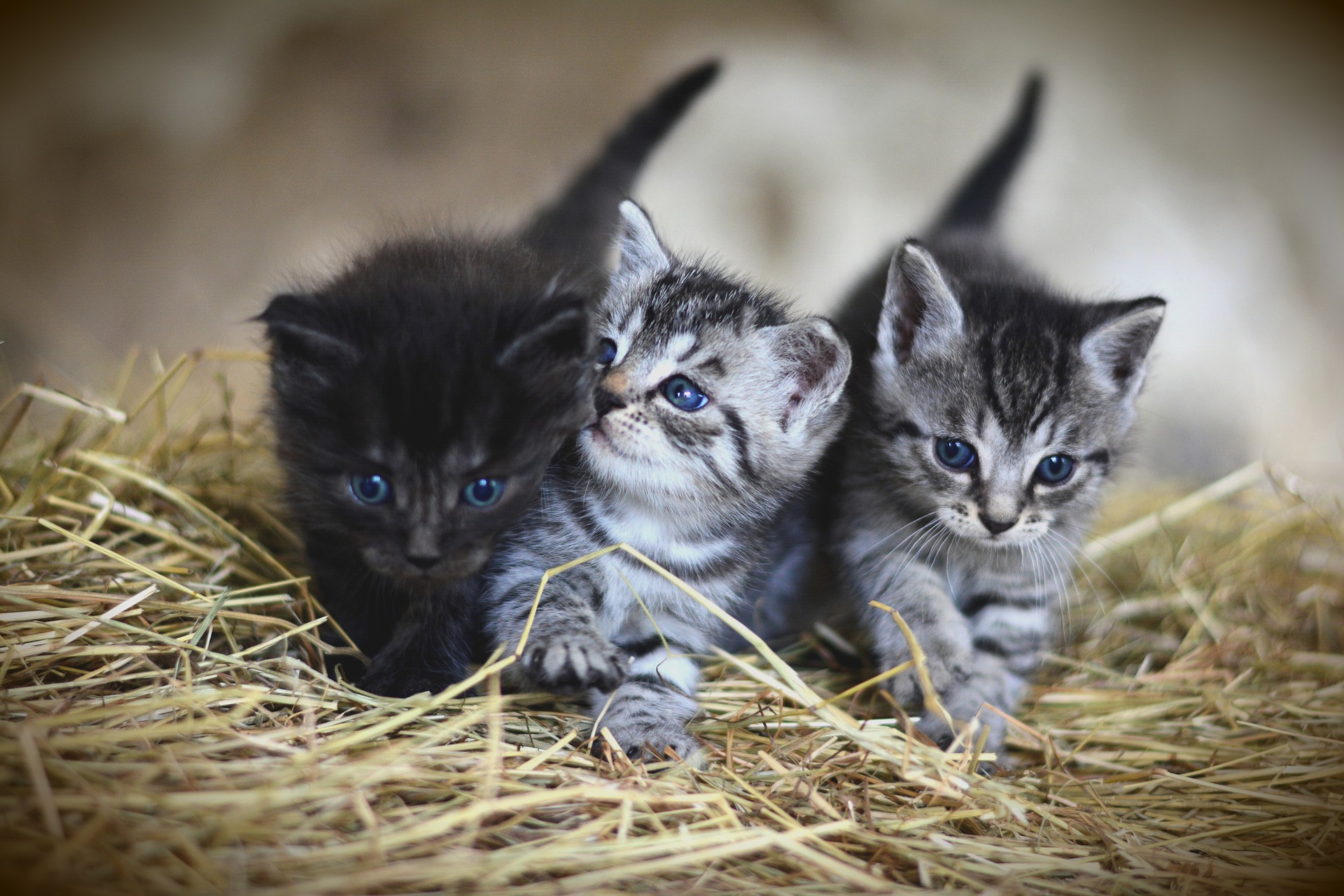 Sognare tanti gatti: ecco cosa vuol dire