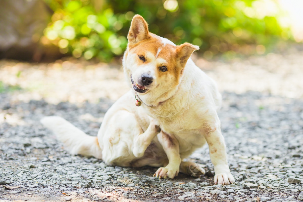 Il cane si gratta sempre: le cause e come intervenire