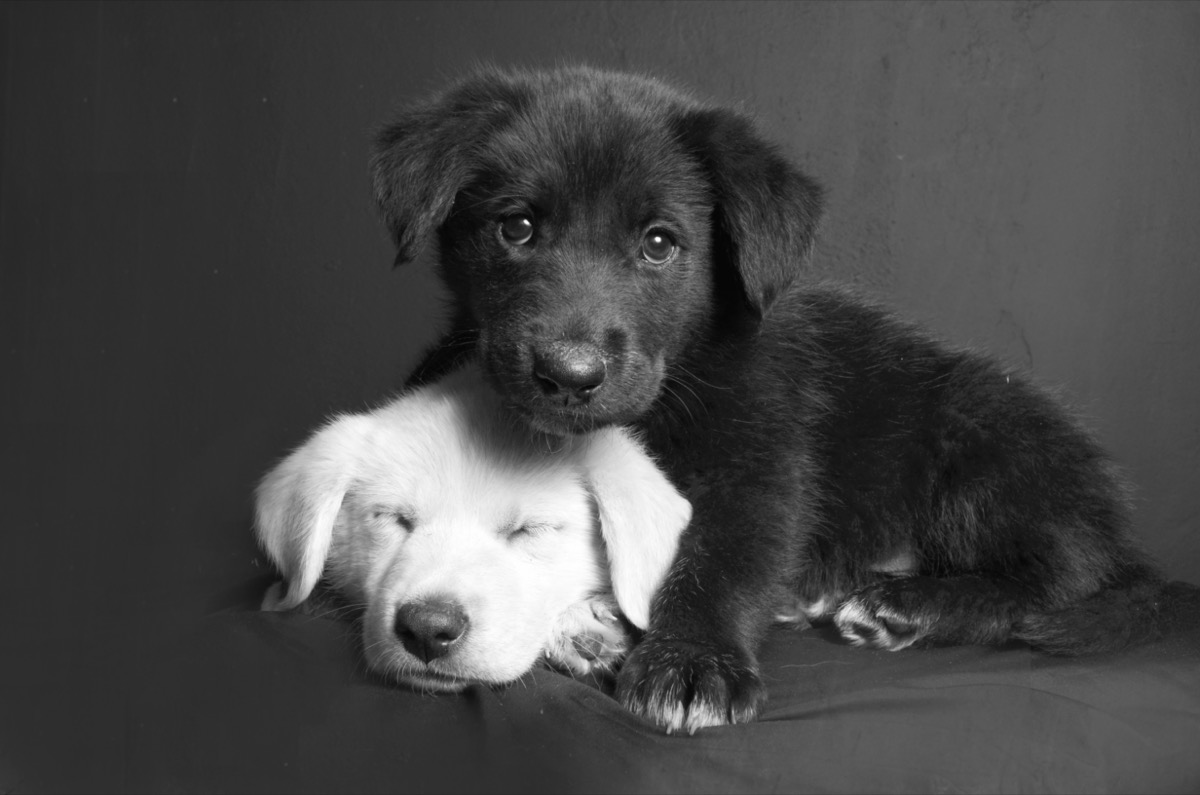 Sognare un cane bianco o nero, il significato del sogno