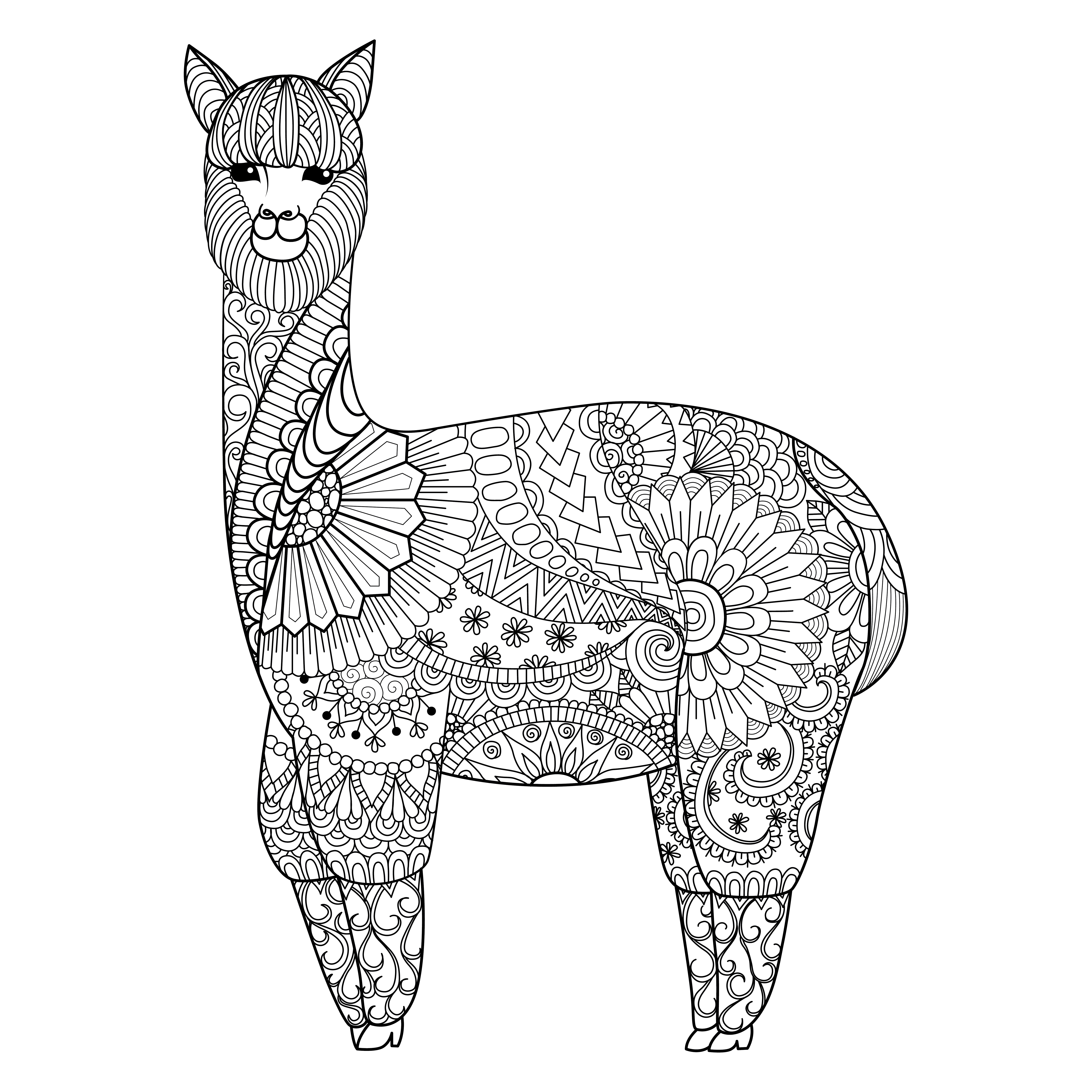 lama-da-colorare-disegni-5.jpg