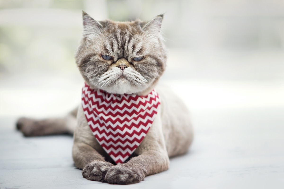 Il gatto non si fa toccare: le cause e come risolvere il disagio