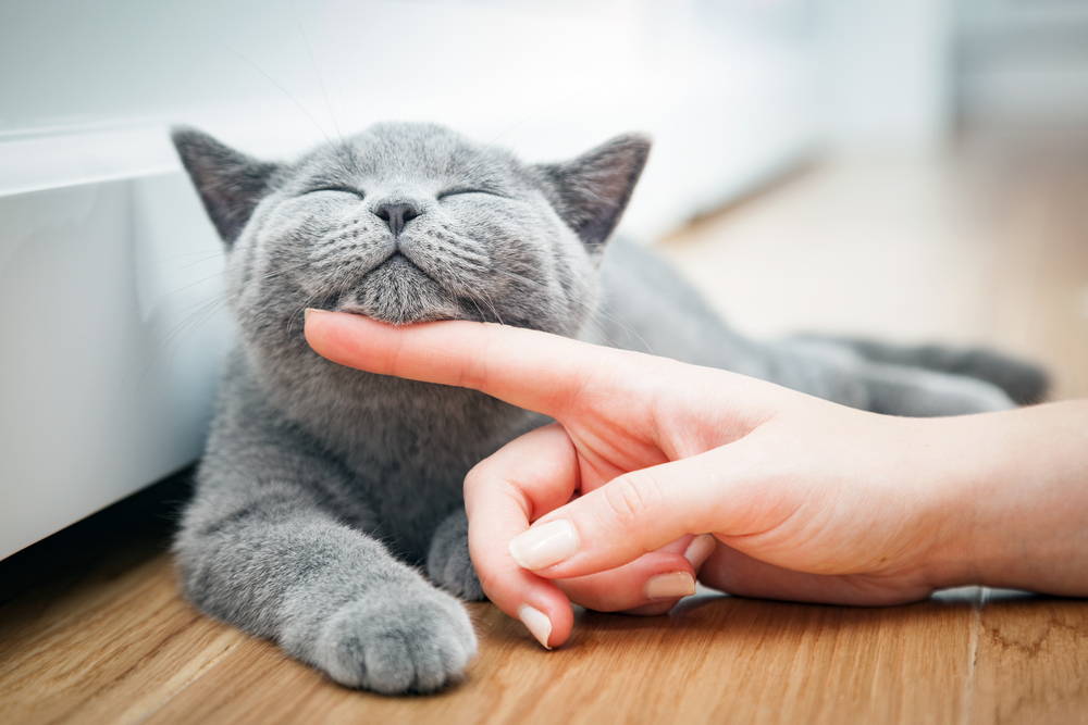 Giornata del gatto: 4 cose che i nostri amici pelosi ci insegnano