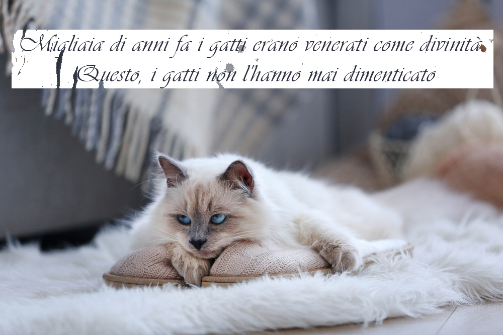 giornata-gatto-immagini-frasi-3.jpg