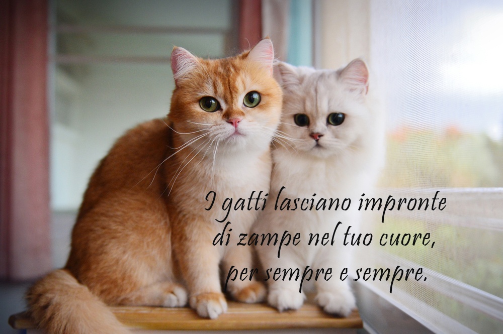 giornata-gatto-immagini-frasi-4.jpg