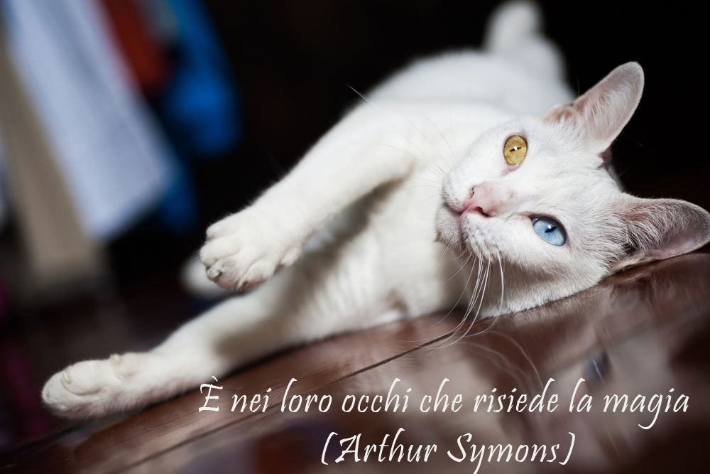 giornata-gatto-immagini-frasi-5.jpg