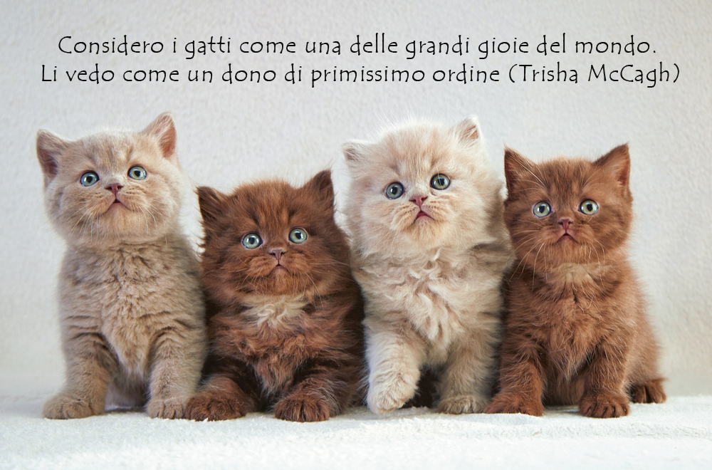 giornata-gatto-immagini-frasi-6.jpg