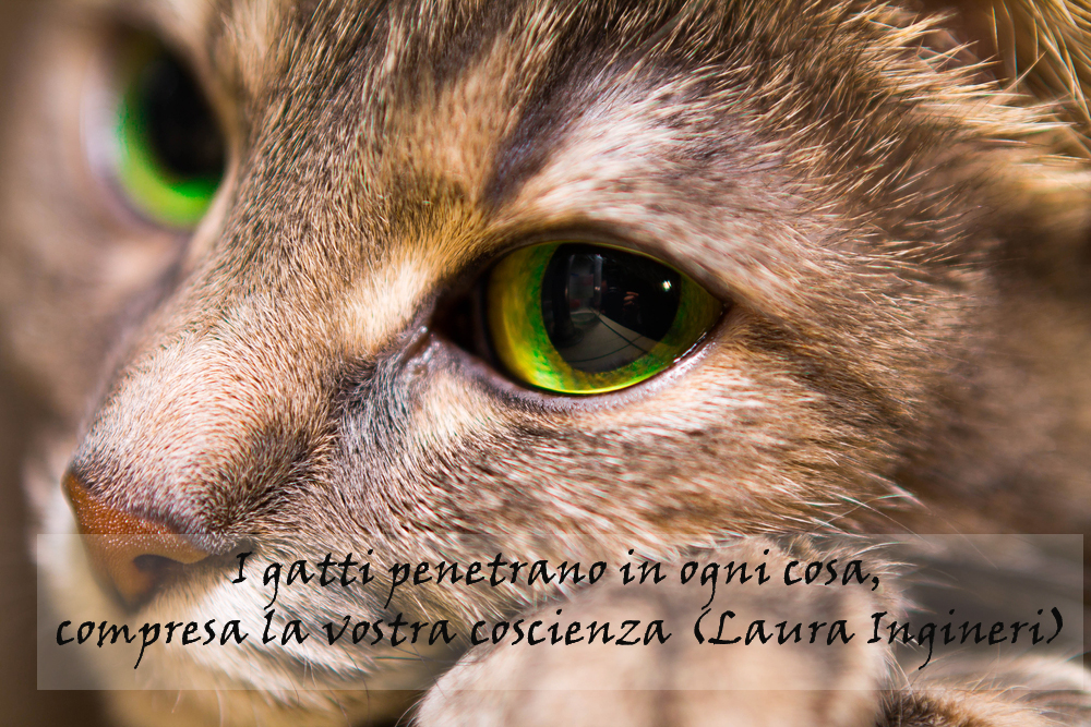 giornata-gatto-immagini-frasi-7.jpg
