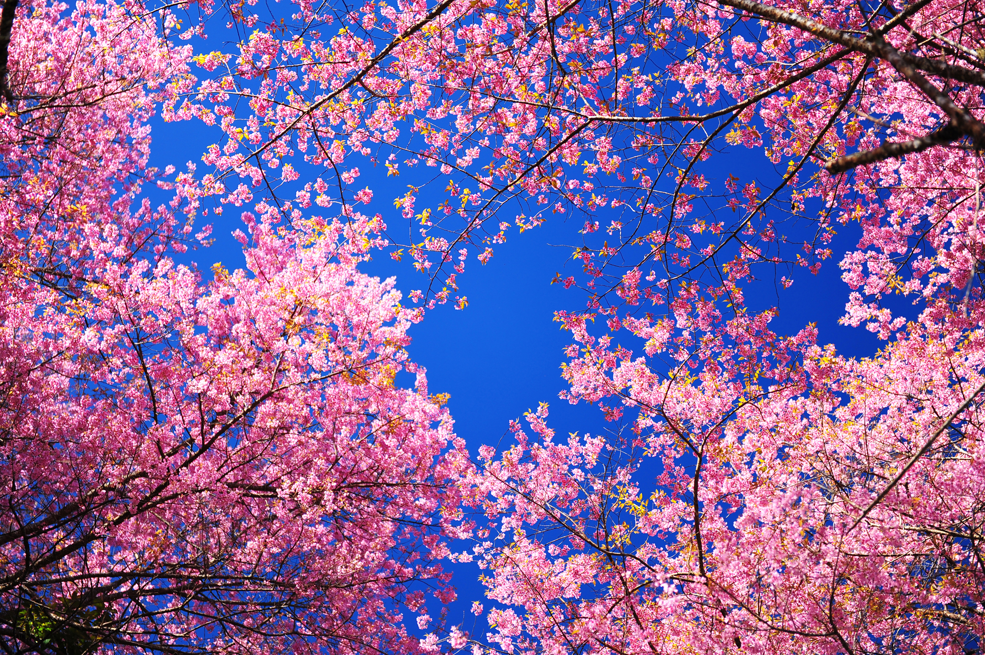 Sfondi desktop primavera gratis: 9 immagini bellissime