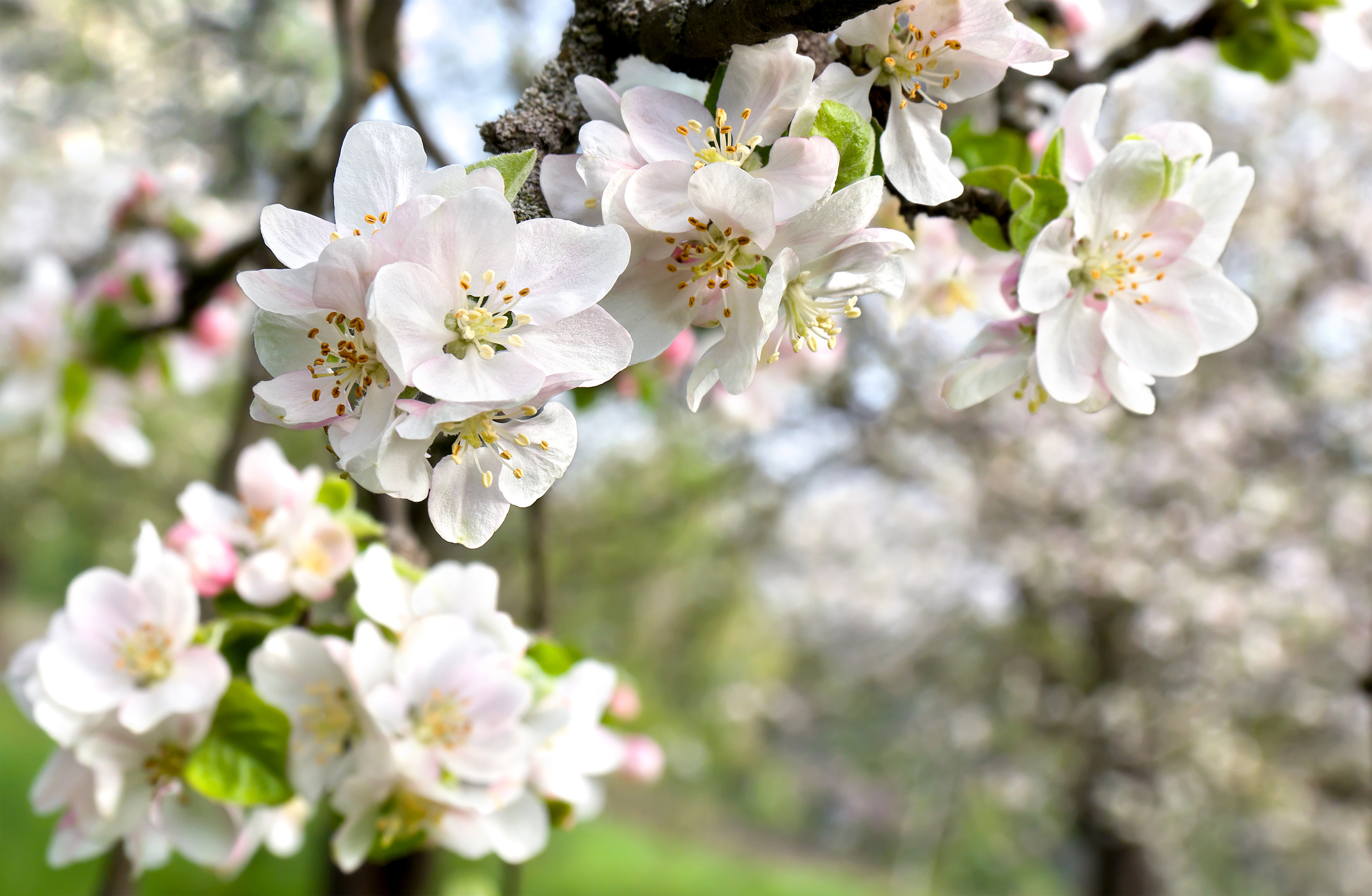 sfondi-desktop-primavera-8.jpg