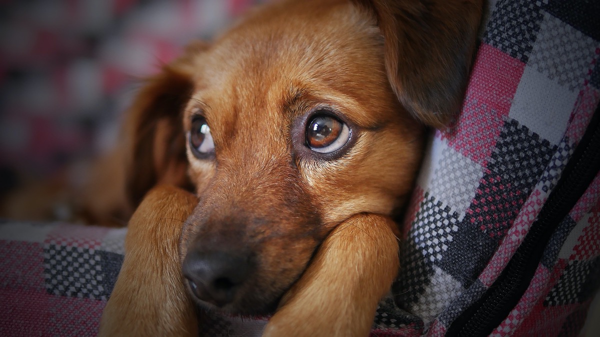 Cucciolo che trema: le cause per cui avviene