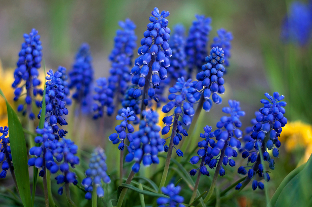 Come coltivare i muscari: 9 consigli utili