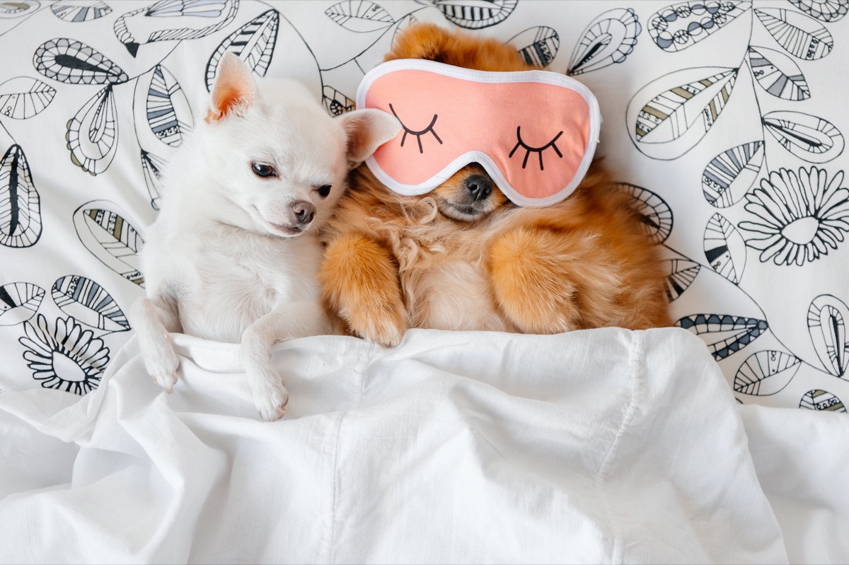 Razze di cani piccoli da appartamento: ecco le più famose