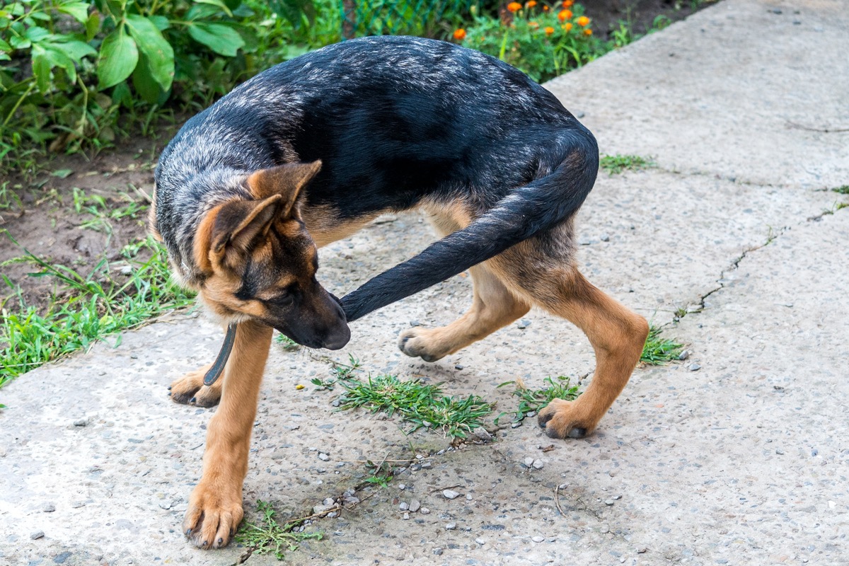 Cane che si morde la coda: cosa significa