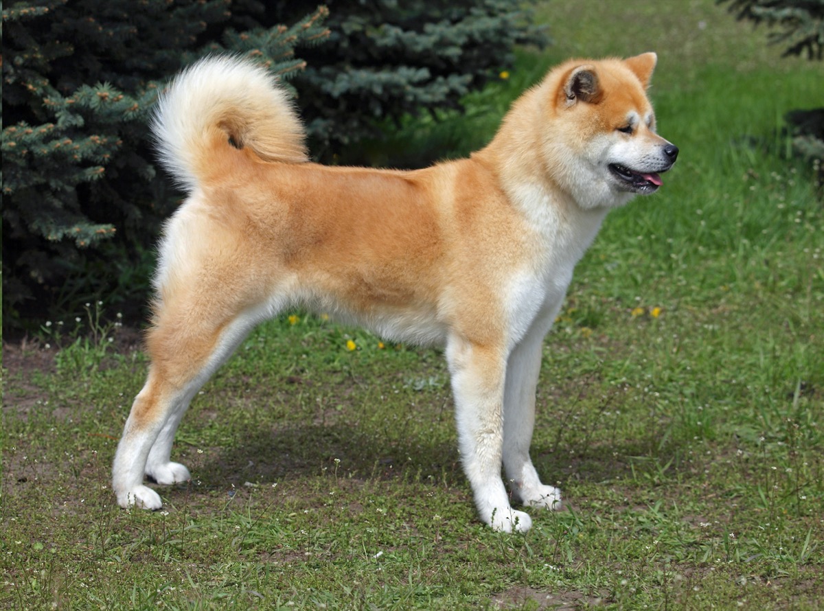 Le razze di cani giapponesi più famose