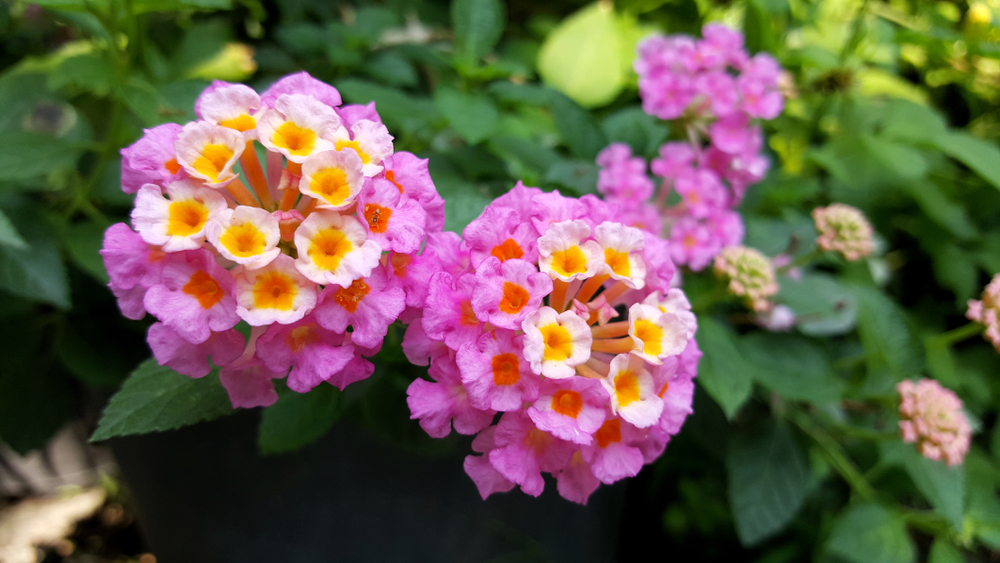 fiori-estivi-giardino-pieno-sole-lantana.jpg
