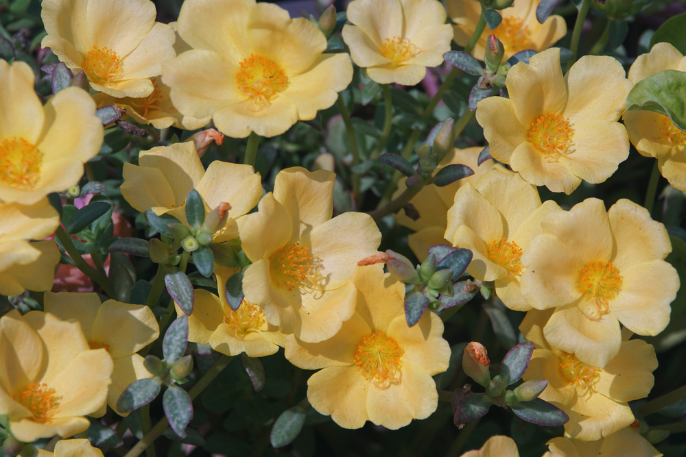 fiori-estivi-giardino-pieno-sole-portulaca.jpg