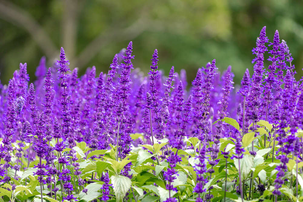 fiori-estivi-giardino-pieno-sole-salvia.jpg