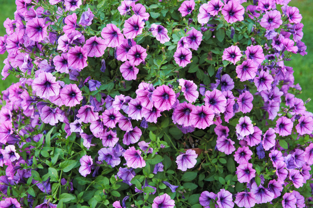 fiori-estivi-giardino-pieno-sole-surfinia-petunia.jpg