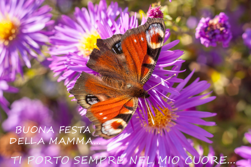 festa-mamma-che-non-c-e-piu-3.jpg