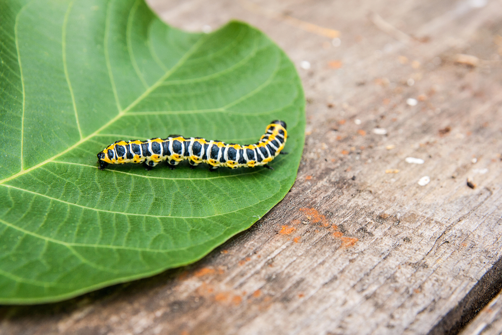 Come proteggere i fiori dai bruchi