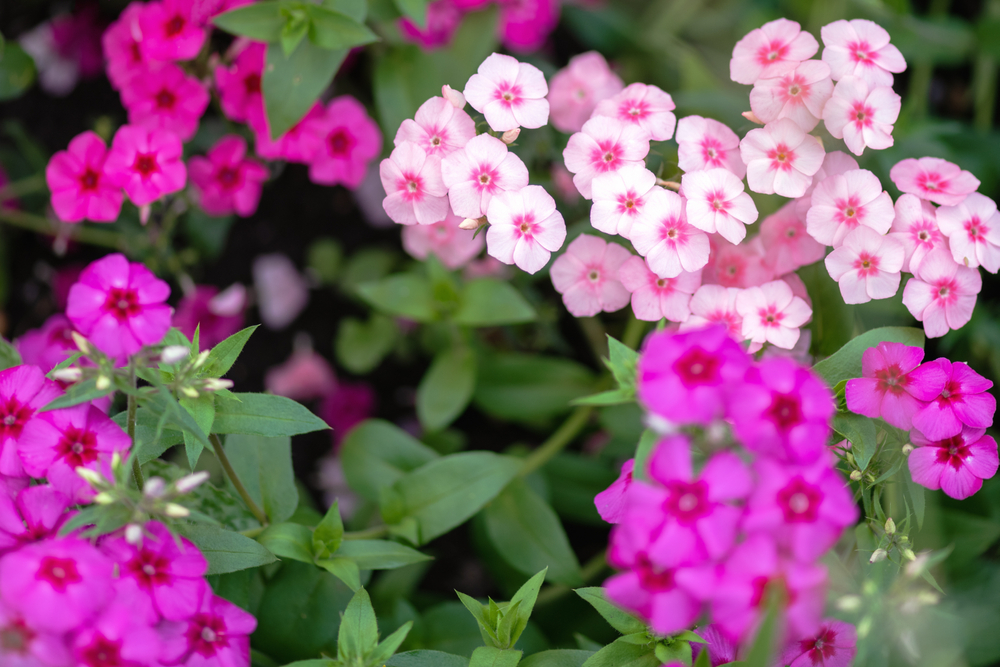 Come coltivare i flox: 11 consigli utili