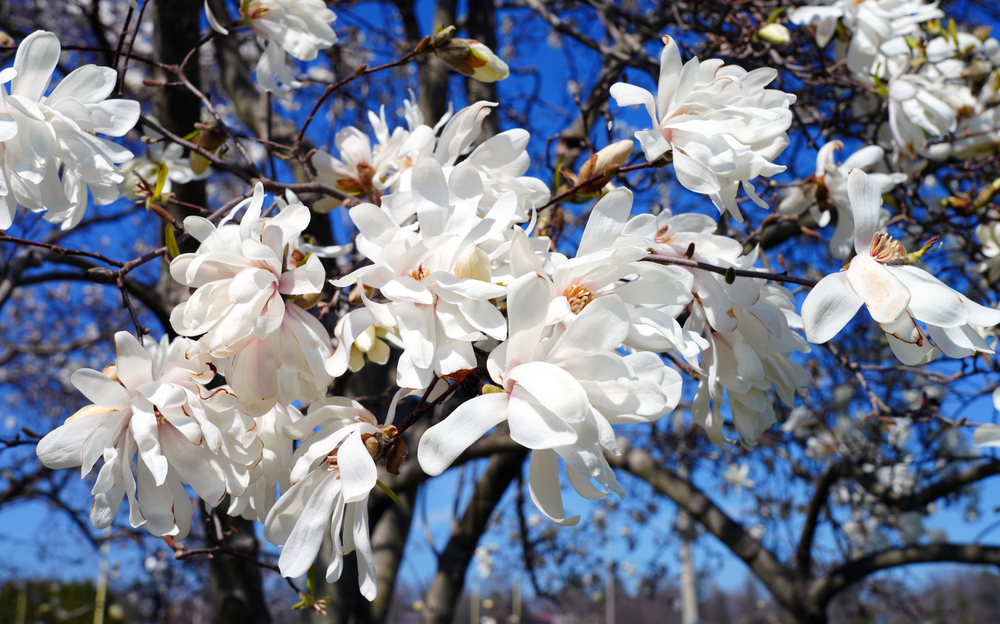 Come coltivare la magnolia stellata: 7 consigli utili