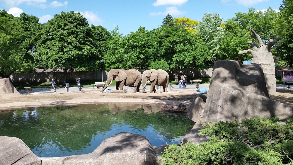 Le visite virtuali agli zoo più belli del mondo