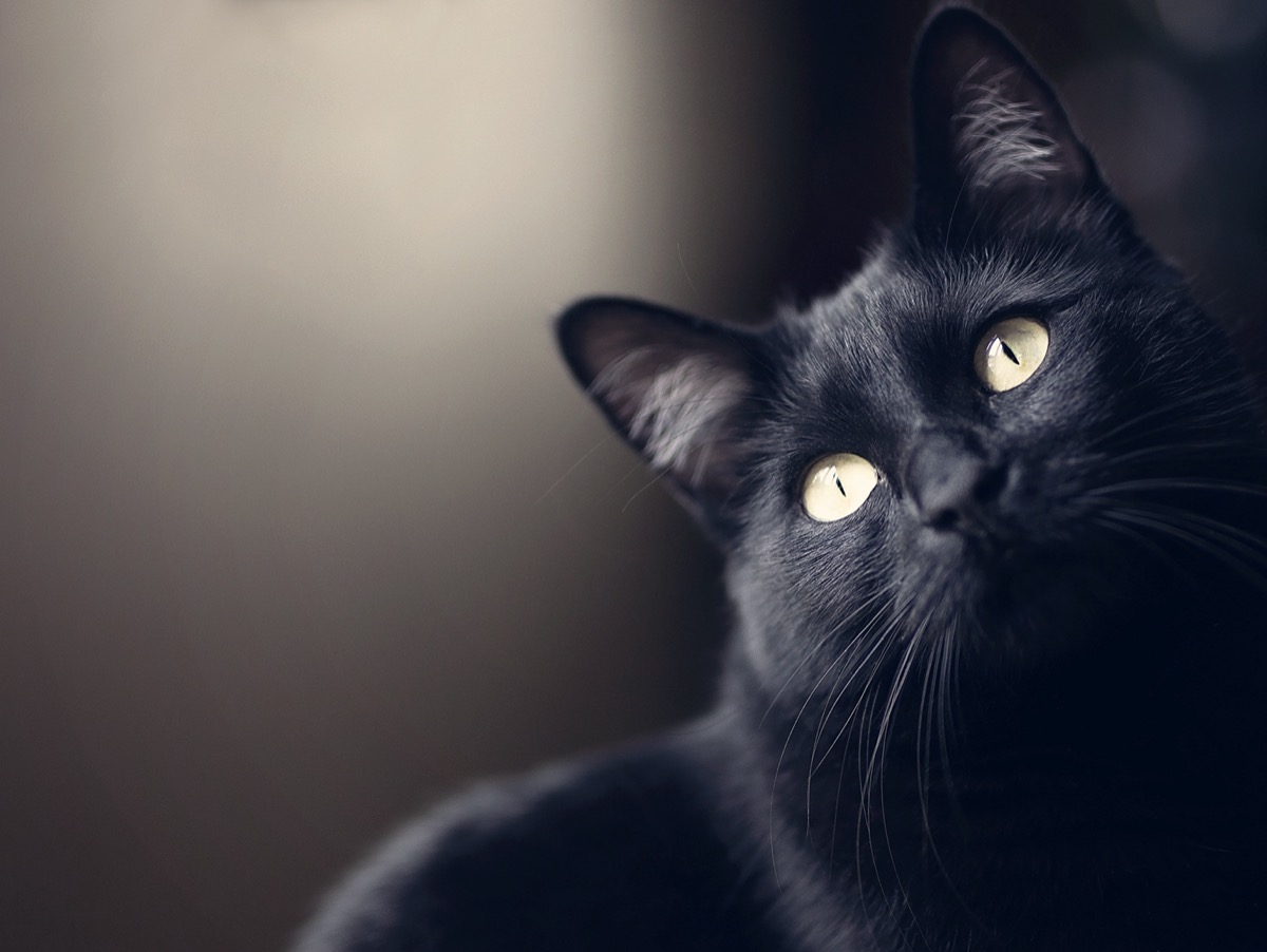 Le razze di gatti neri più famose