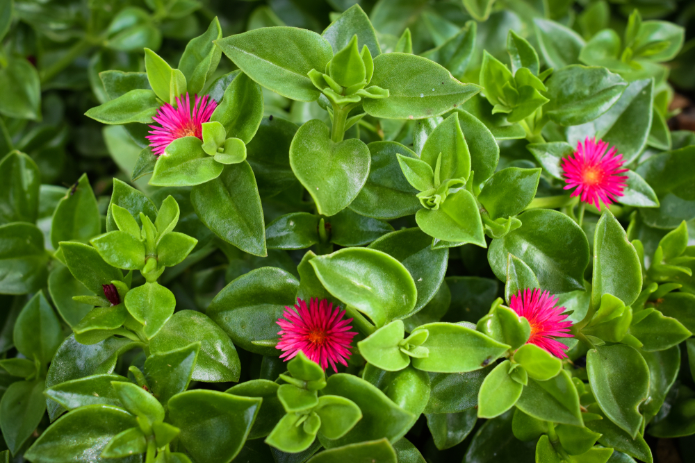 Piante grasse con fiori: le immagini più belle
