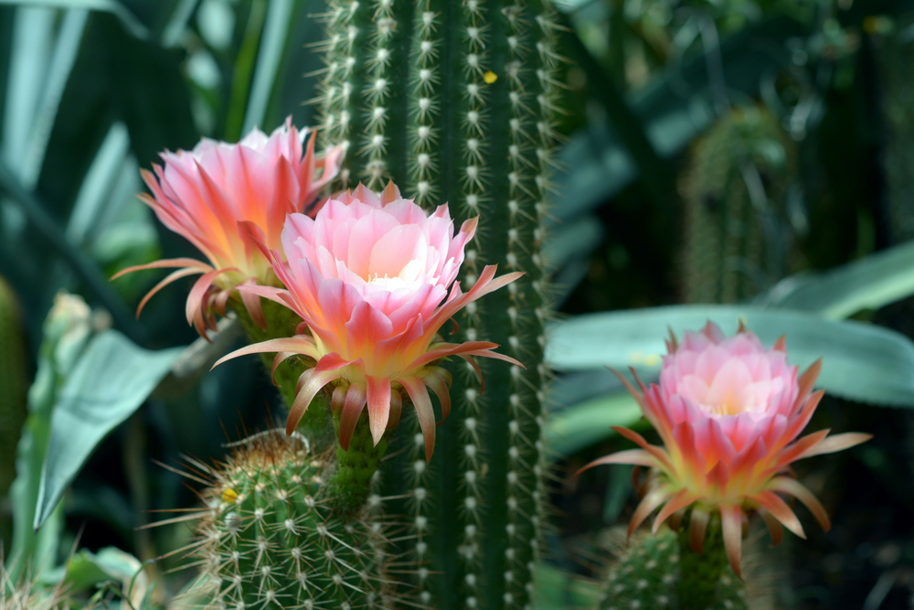 piante-grasse-fiori-cactus-deserto_0.jpg