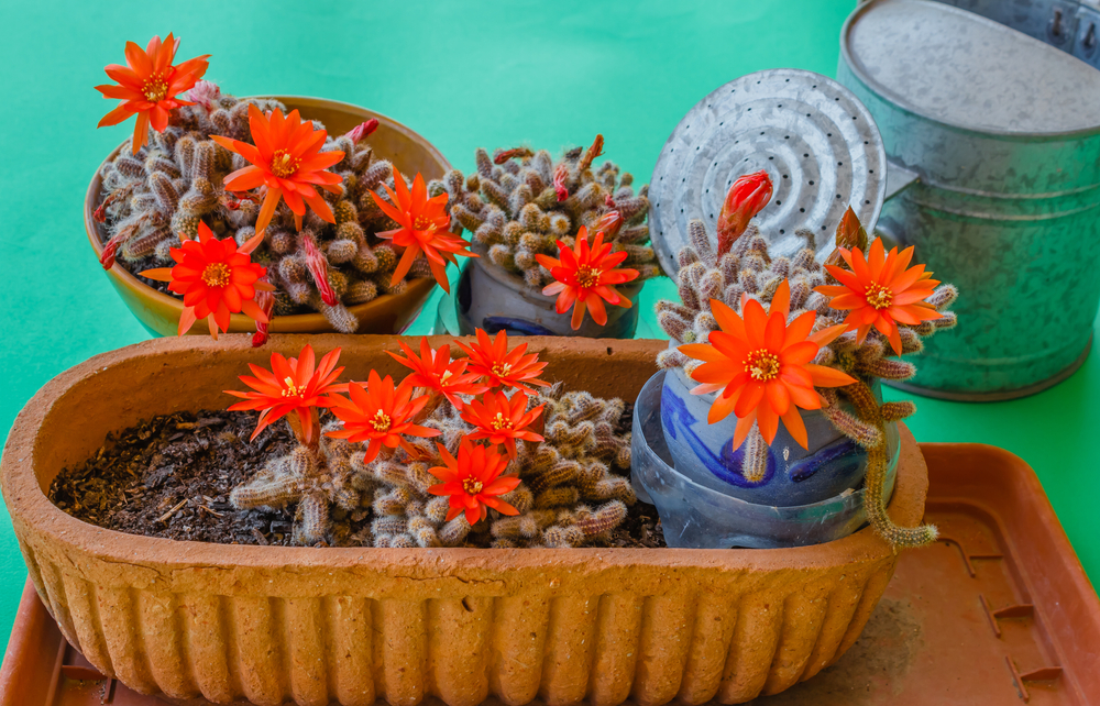 piante-grasse-fiori-cactus_0.jpg