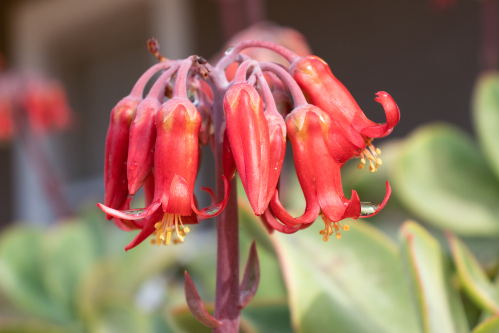 piante-grasse-fiori-cotyledon_0.jpg