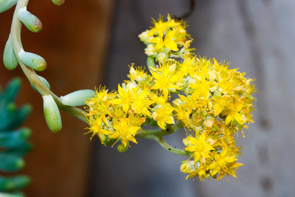 piante-grasse-fiori-echeveria_0.jpg