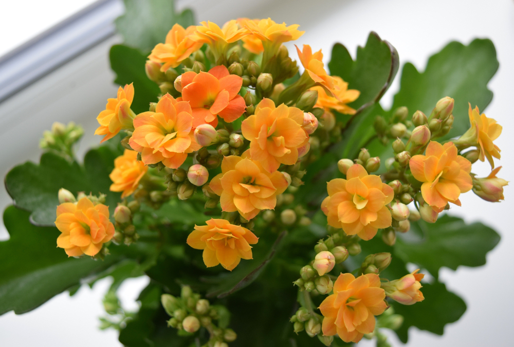 piante-grasse-fiori-kalanchoe_0.jpg