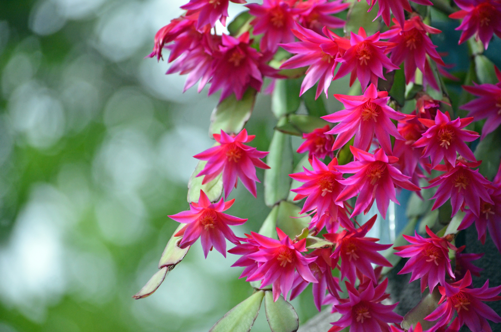 piante-grasse-fiori-zygocactus-truncatus_0.jpg