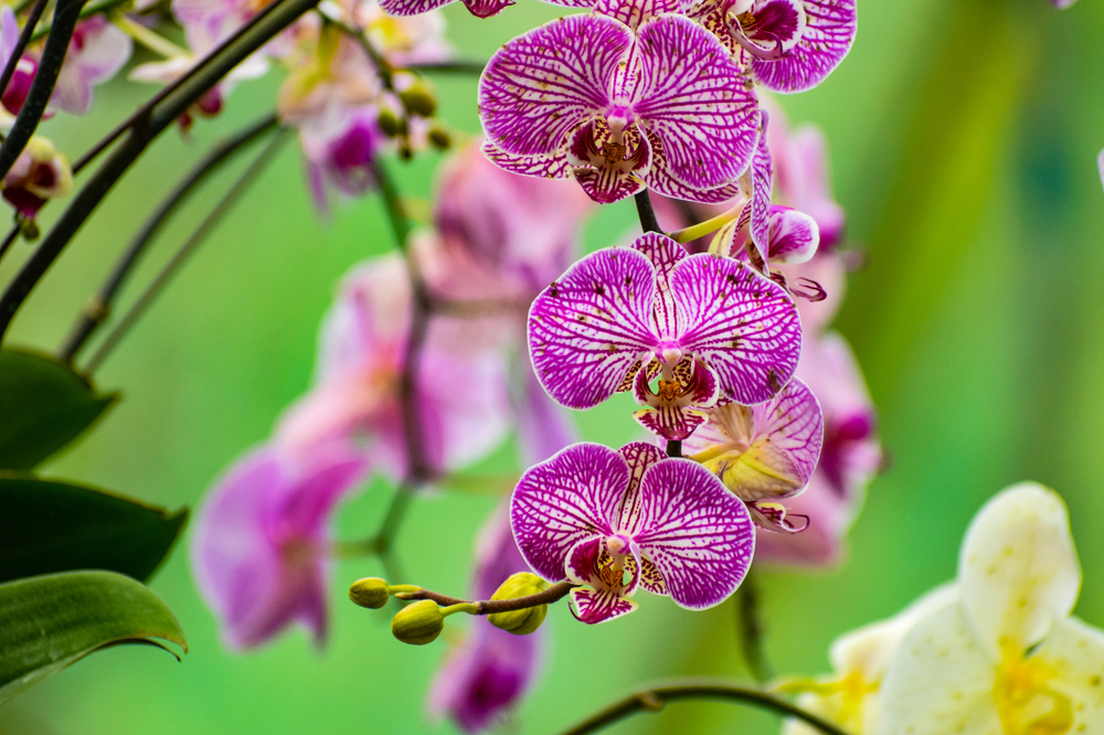 Orchidea Phalaenopsis: 11 consigli per la cura