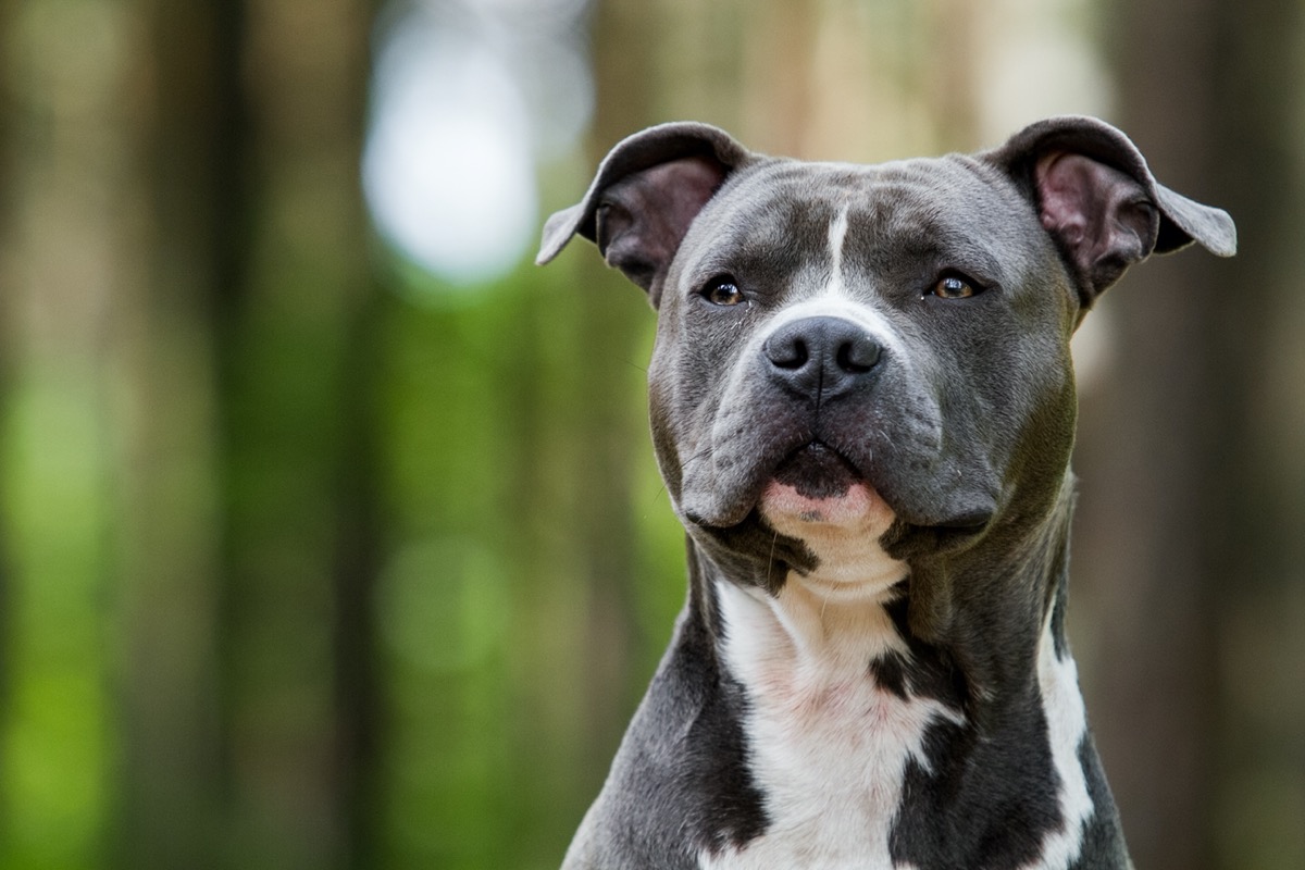 Razze di cani grandi a pelo corto: le 5 più famose