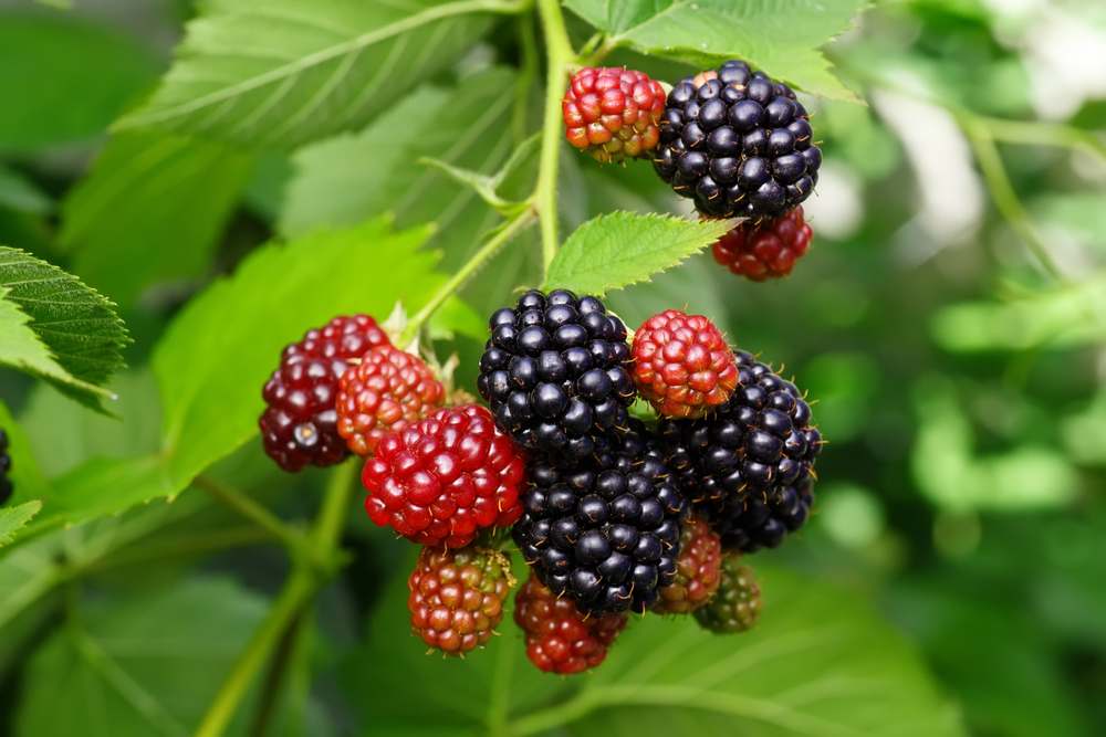 Come coltivare le more