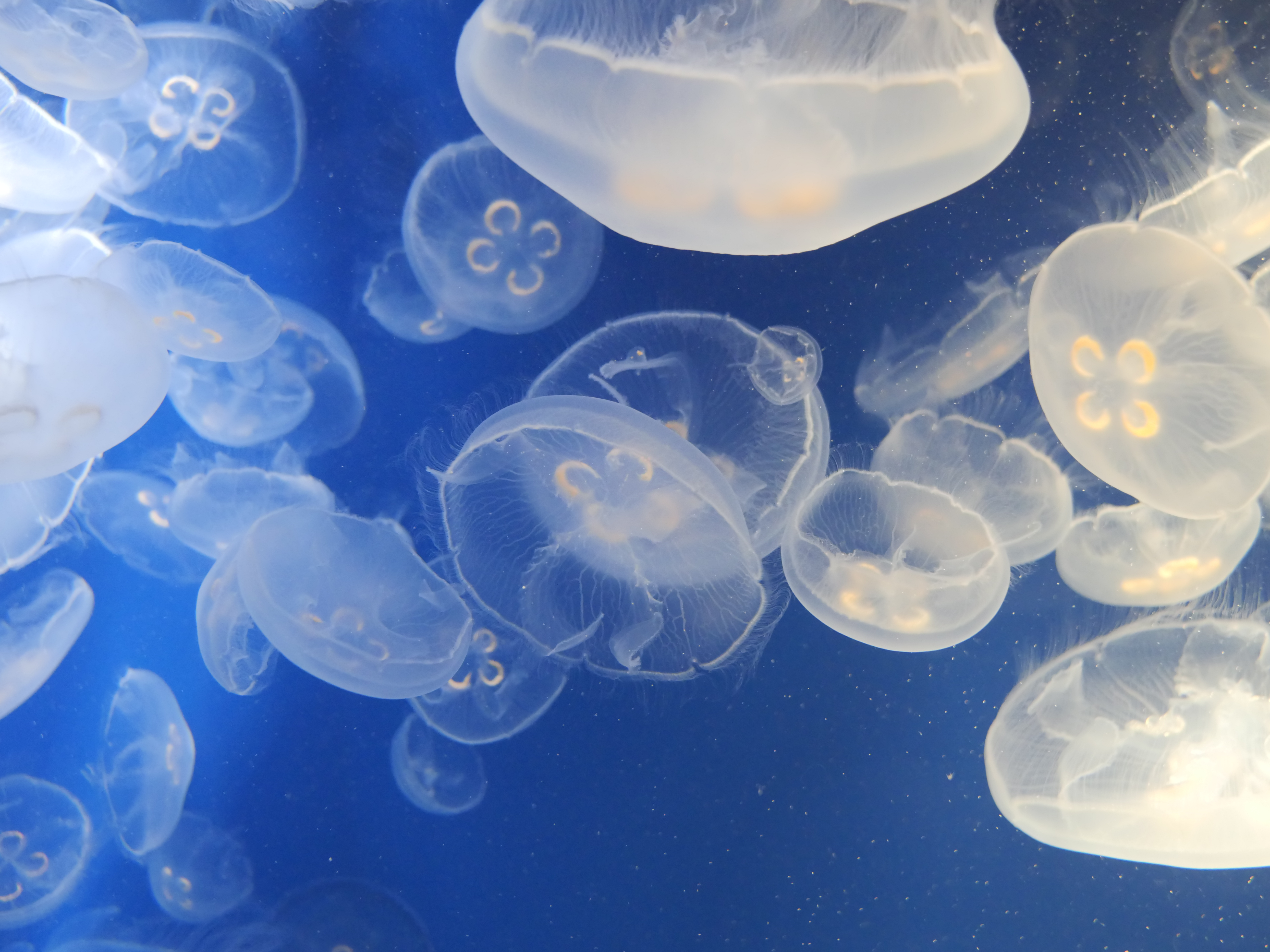 Punture di medusa: cosa fare e le soluzioni naturali per alleviare il bruciore