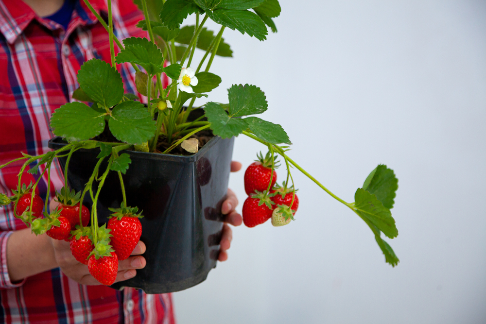 Come coltivare i frutti di bosco in vaso