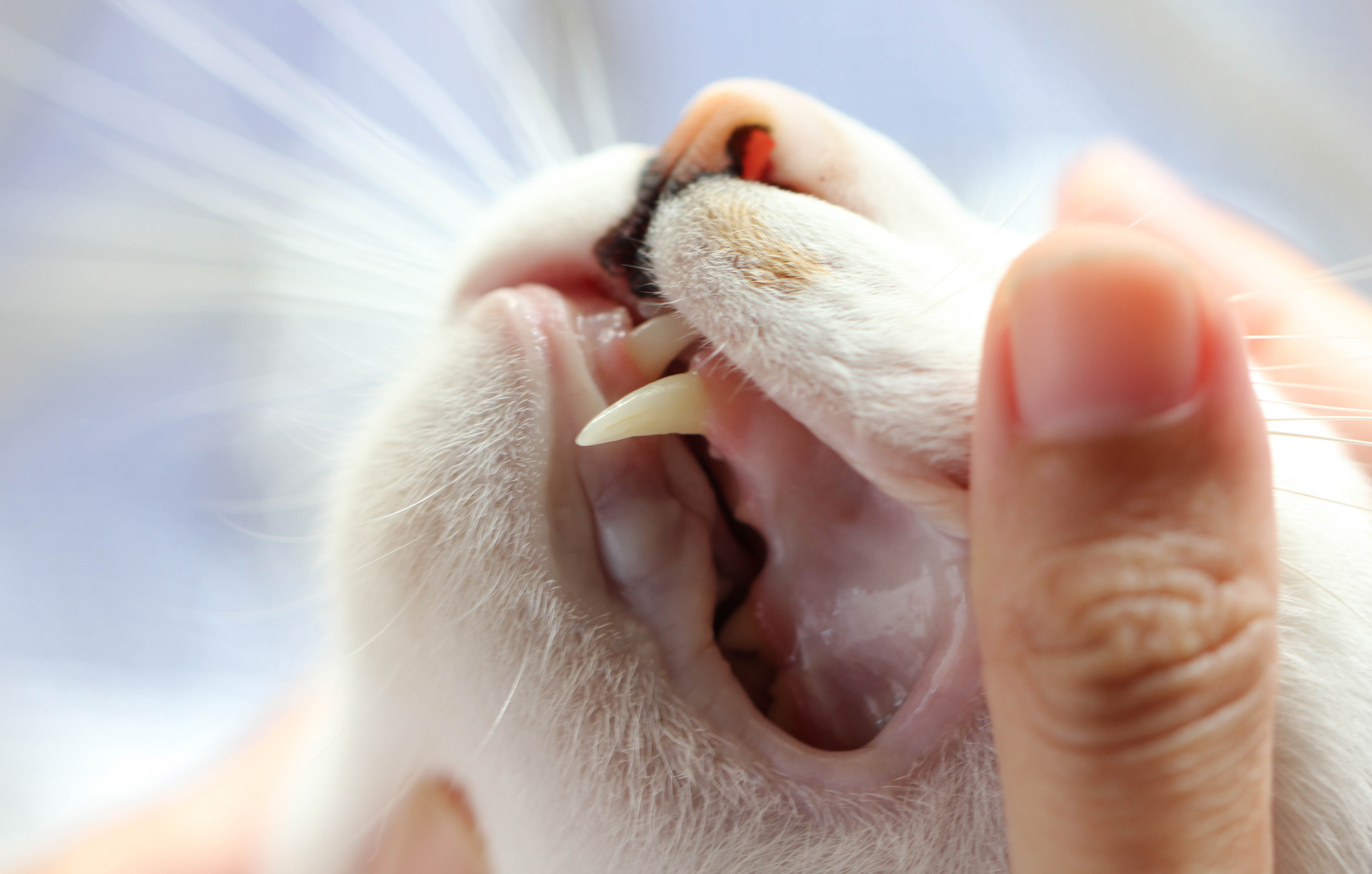 Gengivite nel gatto: cause e sintomi da conoscere