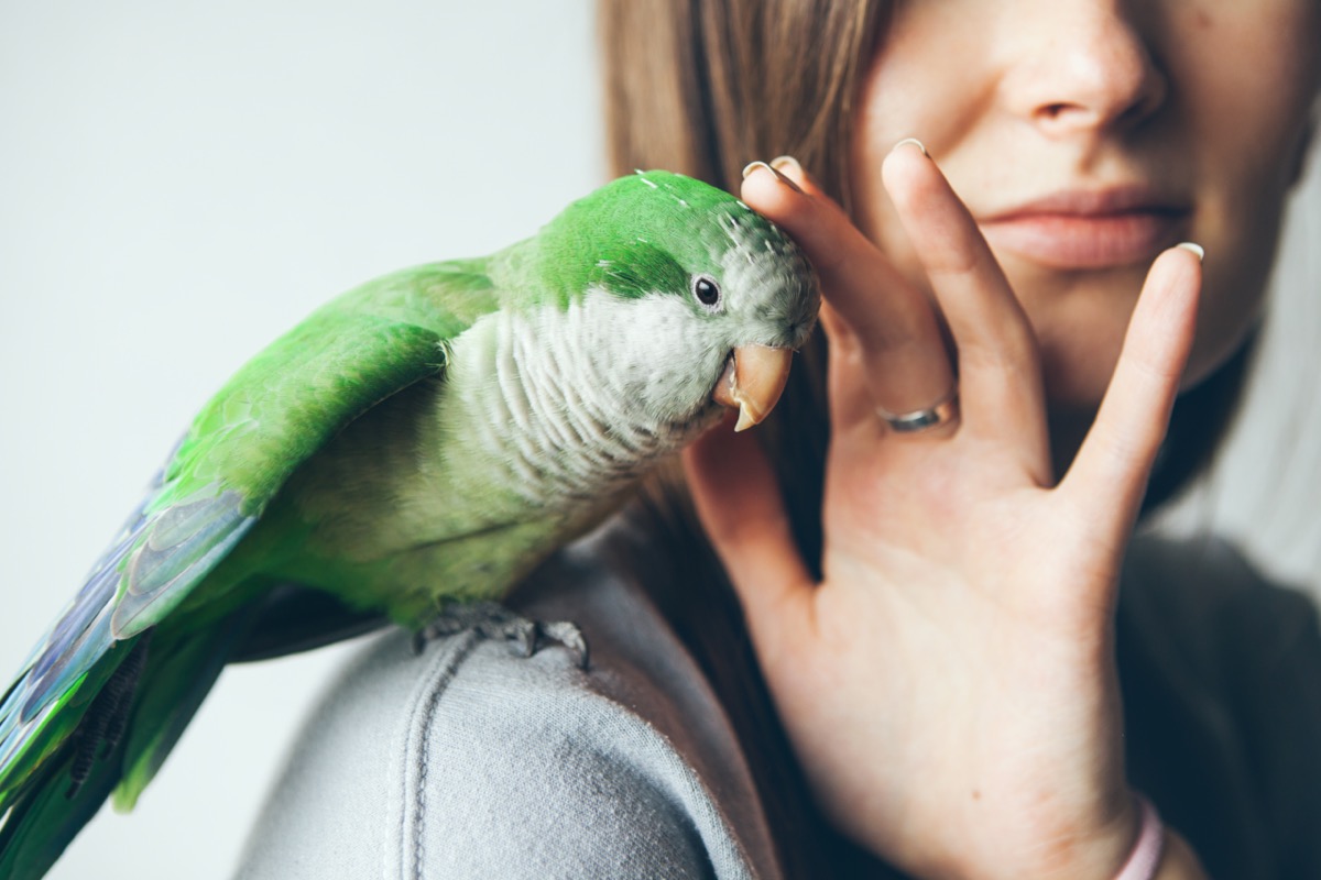Animali domestici: quali sono i migliori per chi è alle prime armi