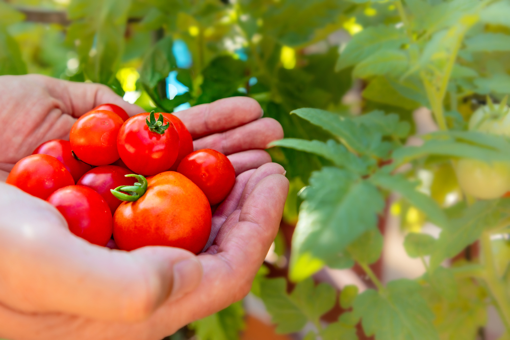 Solanacee: quali sono e come coltivarle