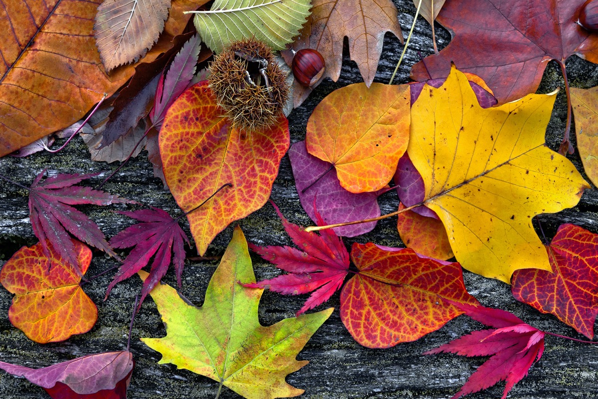 Equinozio-autunno-immagini-1.jpg