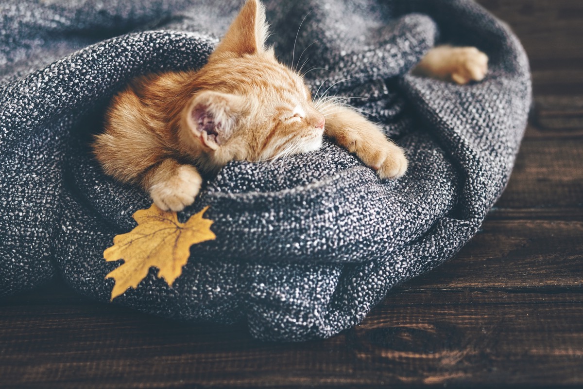 Equinozio-autunno-immagini-3.jpg