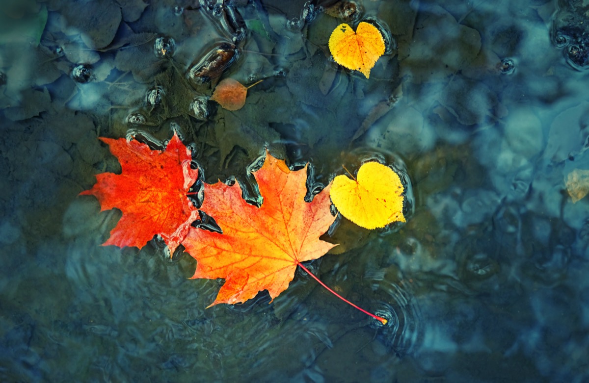 Equinozio-autunno-immagini-7.jpg