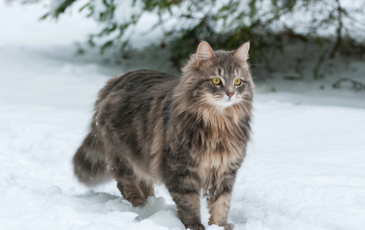 Razze di gatti a pelo lungo: le 7 più famose