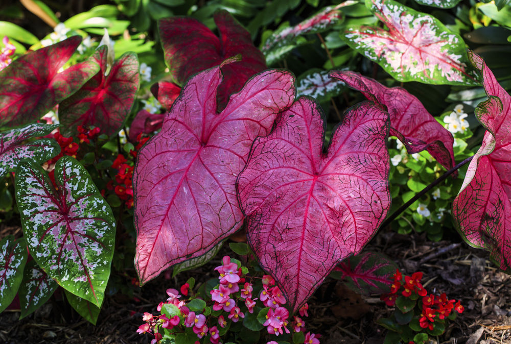 Come coltivare il caladium: 7 consigli utili per il caladio